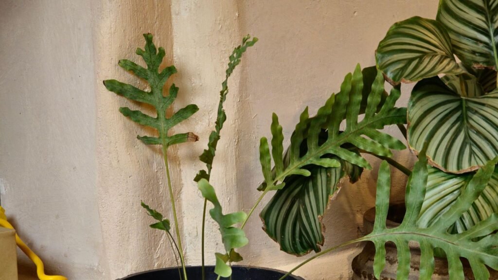 34kzfziqkkvamadi ip1aygpk8rvrjb0ydtxmav7pfumrec2mcxiah zmul jp8so6gvsesjvviafuddvktfyysjcuszw1labyvhmxihxk7kdzsn4ual1yy7migrchzzzqdbvg1skejjlttshnahfivodajlyzncb63k7als1jyp7u2jkyqxt3g3 u34t44h